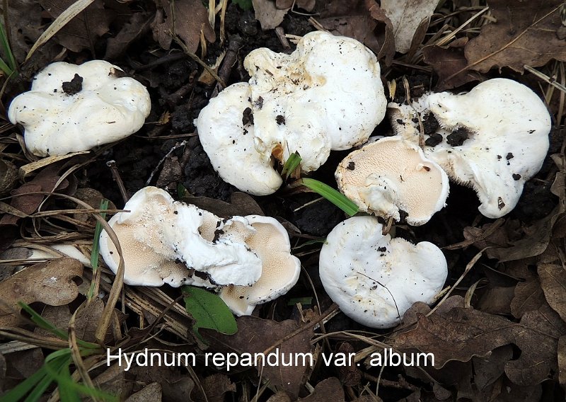 Hydnum repandum var.album-amf1458-1.jpg - Hydnum repandum var.album - Nom français: Pied de mouton blanc